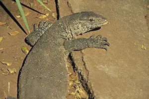 Iguana (Iguana iguana), crocodile farm