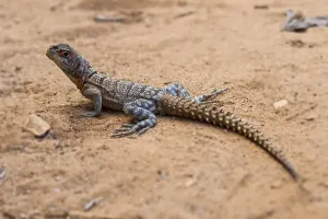 Iguanid Lizard, Collared Iguana