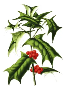 Ilex cornuta, Ilex cornuta, plant and flower, digitally reworked reproduction of an original from the 19th century