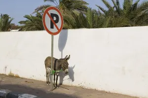 An illegally parked donkey, Egypt, Africa