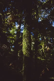 Illuminated moss-covered tree trunk in a redwood forest in Rotorua