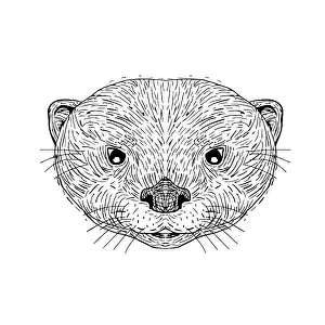 Illustration of an Asian Small-Clawed Otter Head done in hand Drawing sketch style on isolated background
