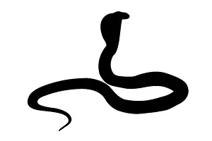 Illustration of black backlight King Cobra silhouette isolated on white background
