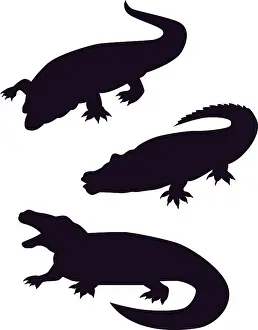 Illustration of different reptiles isolated on a white background
