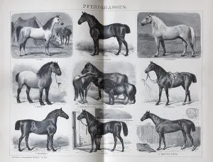 Illustration of horse breeds, Arabian