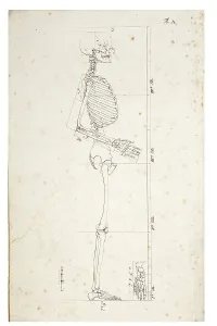 Illustration of a human skeleton