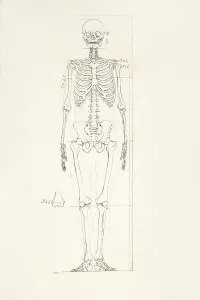 Illustration of a human skeleton