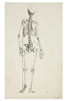 Illustration of a human skeleton