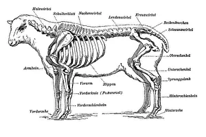 Illustration, the individual parts of a sheep skeleton