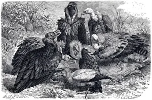 Illustration, from left, Cinereous Vulture (Vultur cinereus)