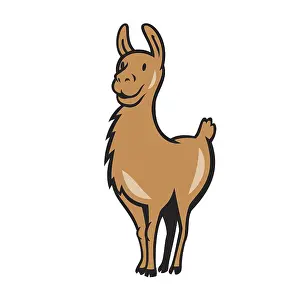 Illustration of a llama standing facing front done in cartoon style on isolated background