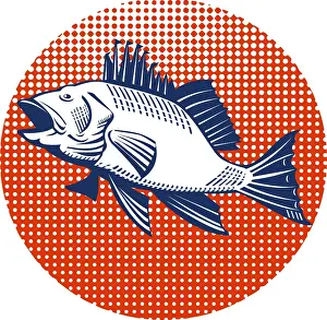 Illustration oif a sea bass jumping done in retro style