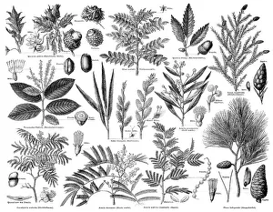 Illustration, plants used as tanning agents