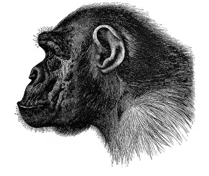 Illustration, portrait of a chimpanzee, profile