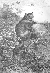 Illustration of a red fox (Vulpes vulpes)
