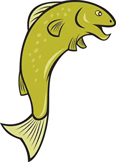 Illustration of a spotted speckled trout fish jumping on isolated white background