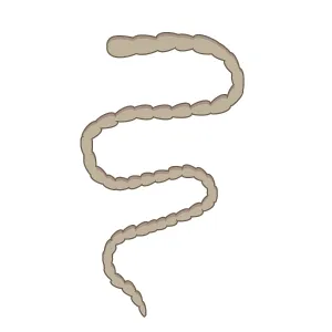 Illustration of a stylized tapeworm with segmented body on white background