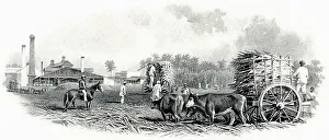Detail of the illustration in the vignette of a historical stock certificate of a sugar mill