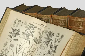 Illustrations of spice plants in an old encyclopedia