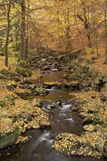 Ilse river in autumn, Ilsenburg
