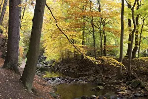 Ilse river in autumn, Ilsetal valley