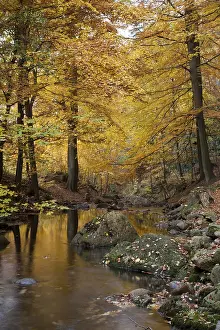 Ilse river in autumn, Ilsetal valley