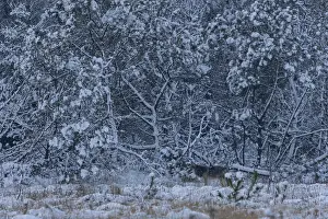 I'm already stowing away my camera when an 8-month-old wolf pup (Canis lupus)