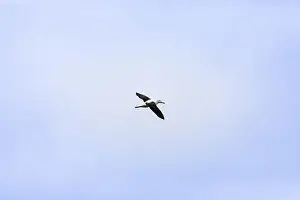 An image of an Albatross bird in the sky at Taiaroa Head New Zealand