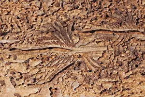 Image of bark beetle feeding under the bark in the trunk