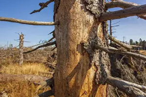 Image of bark beetle feeding under the bark in the trunk