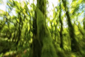 This image captures the beauty of a dense