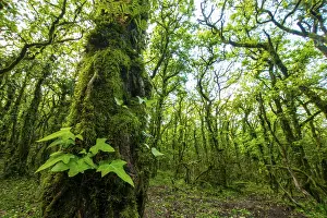 This image captures a dense, lush green forest with moss covered trees and vibrant