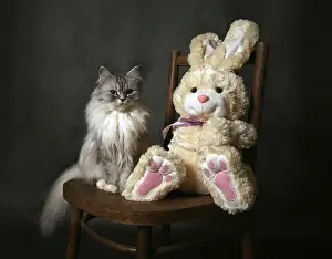 The image the cat and toy on old chair and toy
