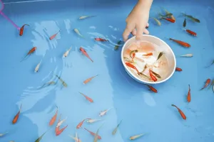 Image of goldfish salvation of summer festival