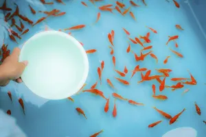 Image of goldfish salvation of summer festival