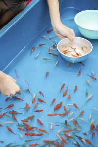 Image of goldfish salvation of summer festival