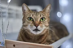 Image of a purebred Bengal cat lying on a hammock attached to a heater