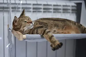 Image of a purebred Bengal cat lying on a hammock attached to a heater