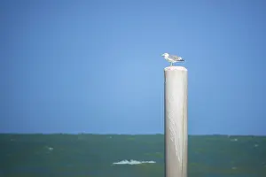 An image of a seagull is sitting on a pole at Ancona