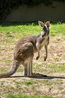 An image of a typical kangaroo standing and watching