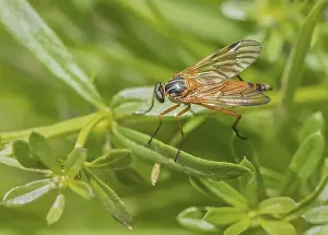 Immaculate Snipe Fly Rhagio Immaculatus'<br> Immaculate Snipe Fly Rhagio Immaculatus