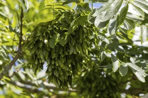 The immature fruit and leaves of the Common Ash or European Ash (Fraxinus excelsior) tree