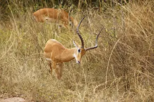 Impala (Aepyceros) with beautiful antlers in high grass