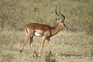 Impala (Aepyceros) in Kenya