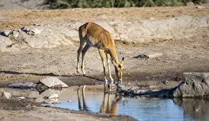 Impala (Aepyceros melampus) drinking at a waterhole
