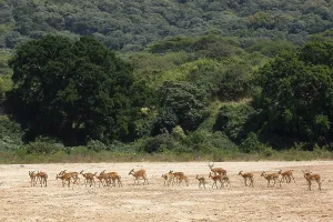 Impala (Aepyceros melampus), herd crossing dry riverbed