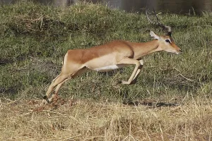 Impala (aepyceros) melampus, Male running along Khwai River