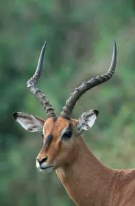Impala (Aepyceros melampus), males
