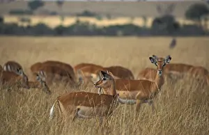 Impala (Aepyceros melampus), Masai Mara
