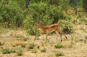 Impala (Aepyceros melampus), Moremi National Park